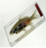 魚(yú)解剖浸制標(biāo)本